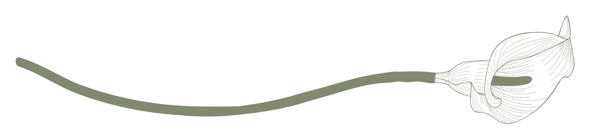 Botanical flourish divider